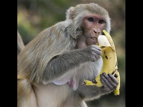 how do monkeys open bananas.